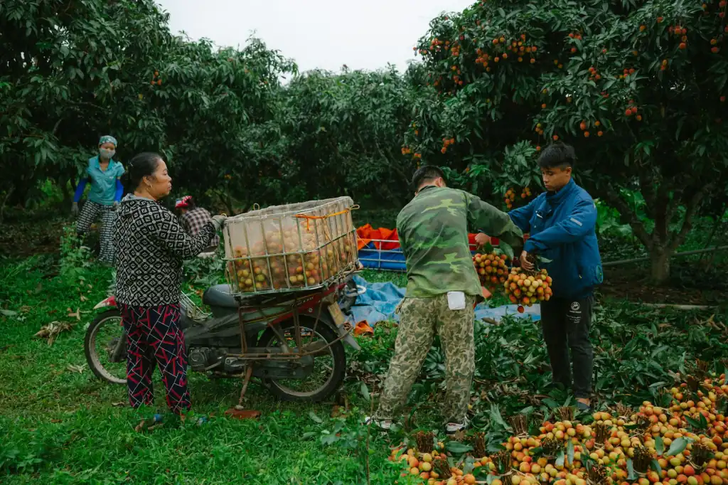 南宁地区货物运输方案设计与车队管理成本优化对比